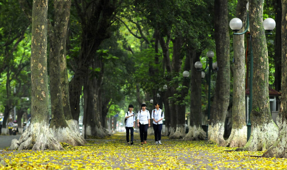 Người dân tản bộ dưới hàng sấu cổ thụ trên phố Phan Đình Phùng với tán lá xum xuê tỏa bóng mát (Ảnh: Sưu tầm internet)