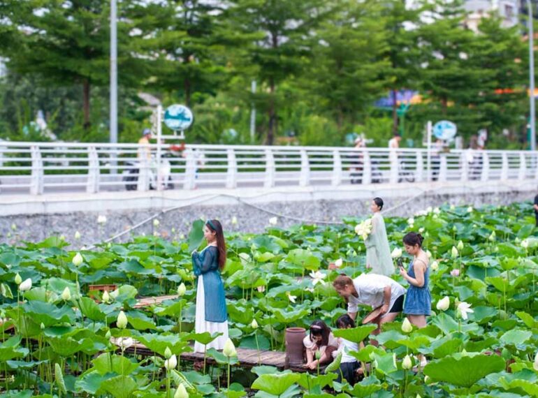 Đầm sen Hồ Tây: Toạ độ check-in cực “đốn tim” các nàng thơ