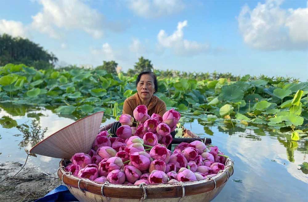 Cùng người dân chèo thuyền hái hoa sen vào buổi sáng sớm. 