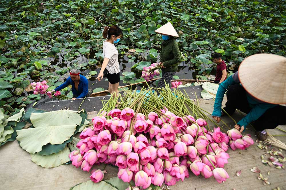 Tới đầm vào mùa sen rộ để xem thu hoạch sen. 