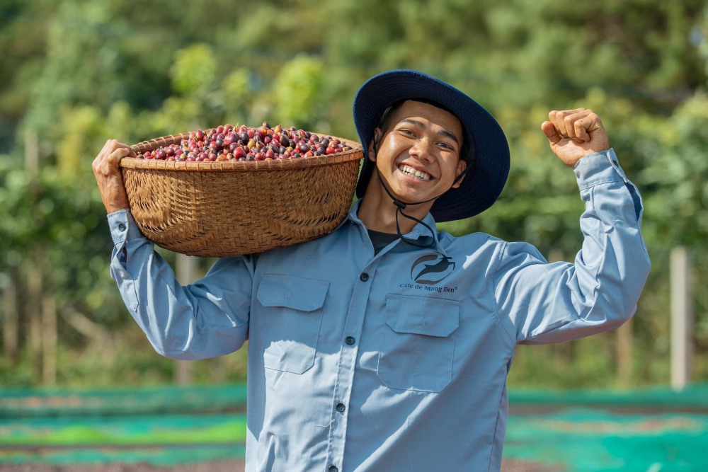 Hạt cà phê Arabica chất lượng nhập trực tiếp từ cao nguyên Măng Đen.