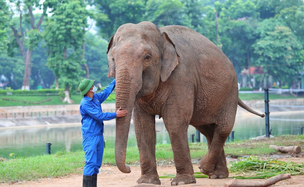 Voi lớn trong vườn thú Hà Nội được chăm sóc kỹ lưỡng. 