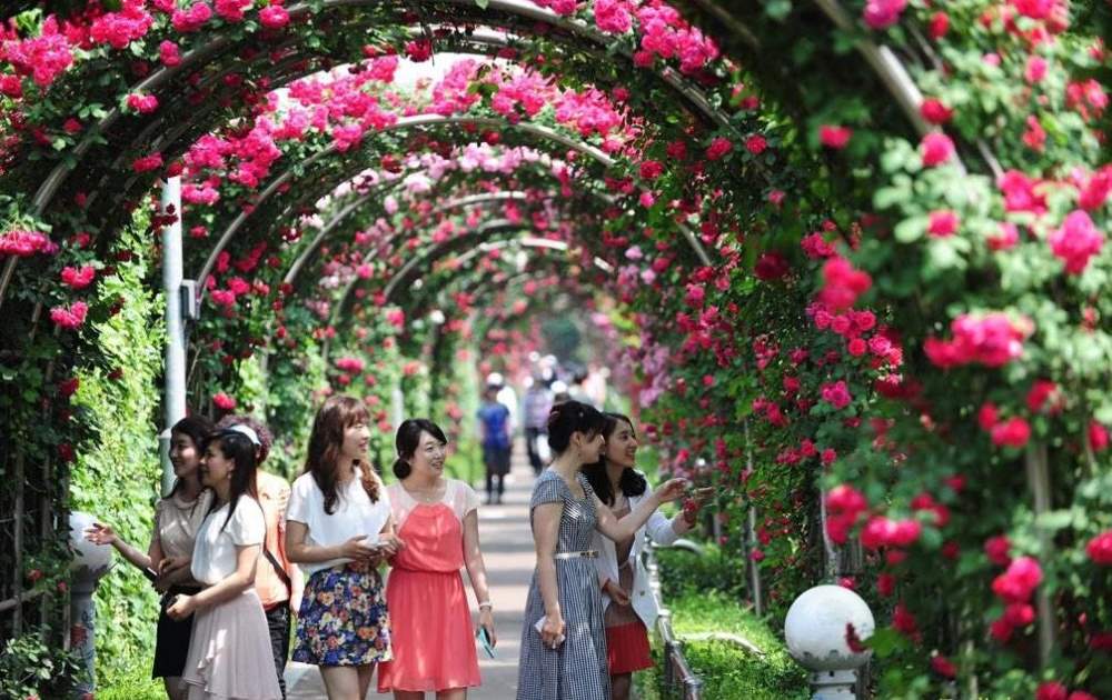 Công viên Hoa Hồng Long Biên cách chùa Hội Xá khoảng 2km 
