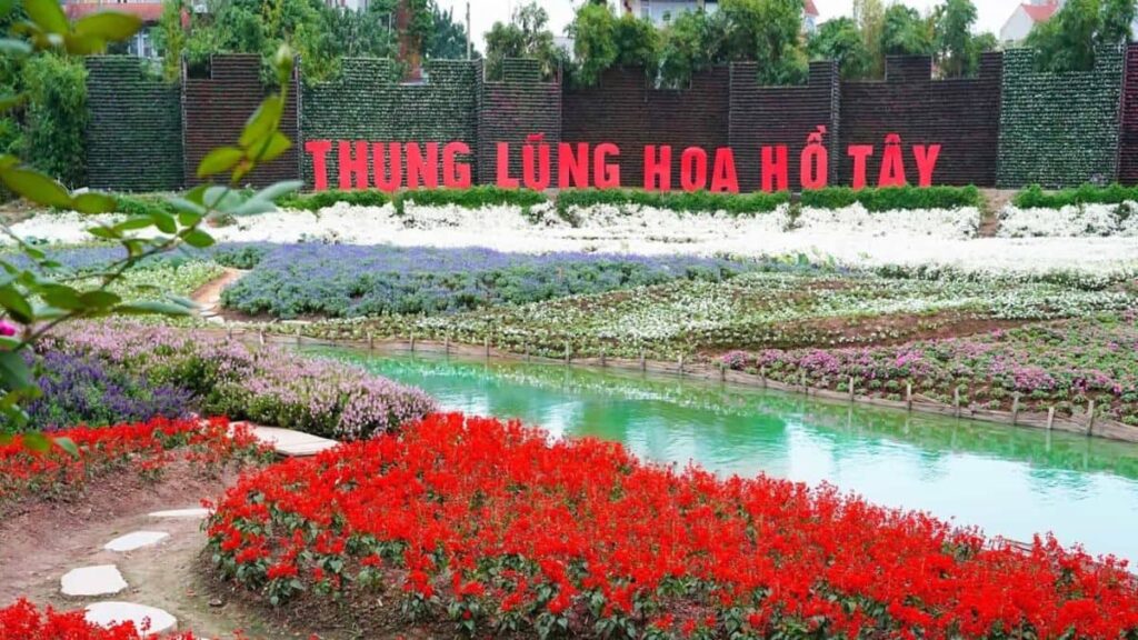 Thung lũng hoa Hồ Tây