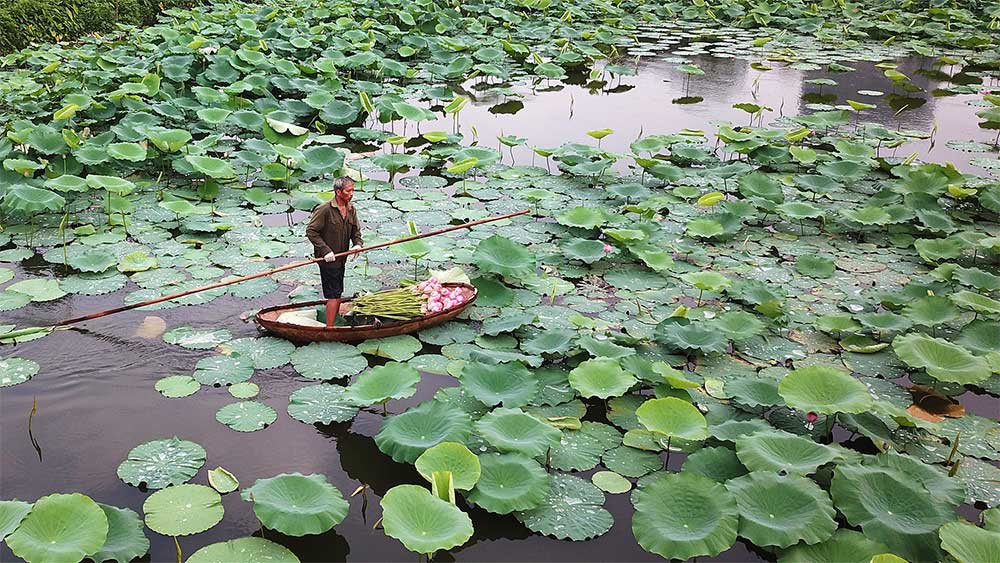 Những chiếc thuyền nhỏ hái sen trong hồ. 