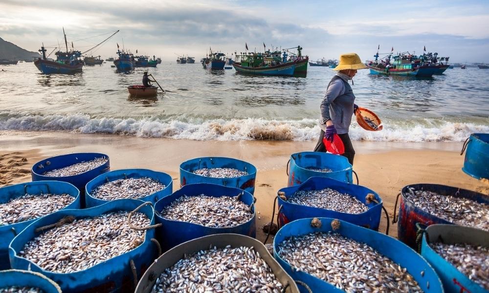 Chợ hải sản Mân Thái chuyên cung cấp các loại hải sản tươi ngon, đặc biệt là ốc