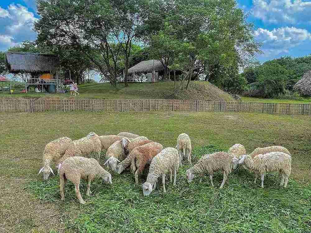 Tham quan vườn cừu tại cafe bãi đá sông Hồng