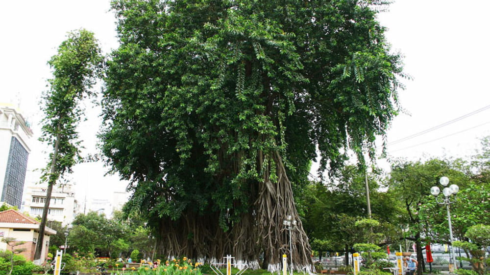 Cây đa cổ thụ hơn 300 năm tuổi tại công viên Bách Tùng Diệp.