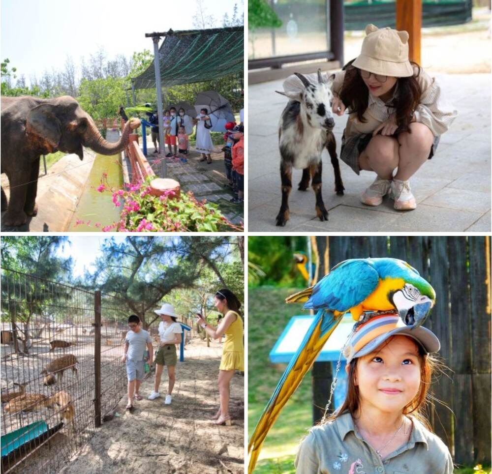 Safari Quy Nhơn - Nơi gặp gỡ những người bạn thân thiện (Ảnh: Nguồn FLC Zoo Safari Park)