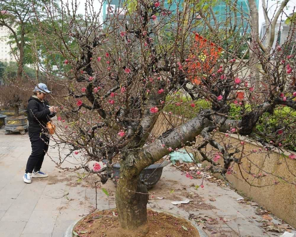 Đào cần được chăm sóc trong một quá trình để nở đúng dịp Tết (Ảnh: Sưu tầm Internet)