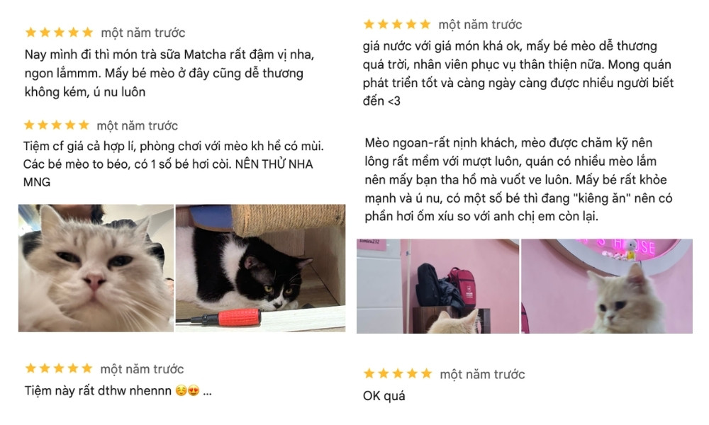 Nhận xét tích cực từ khách hàng khi ghé thăm quán cafe mèo Quận 1 Lô Miêu Pet’s House