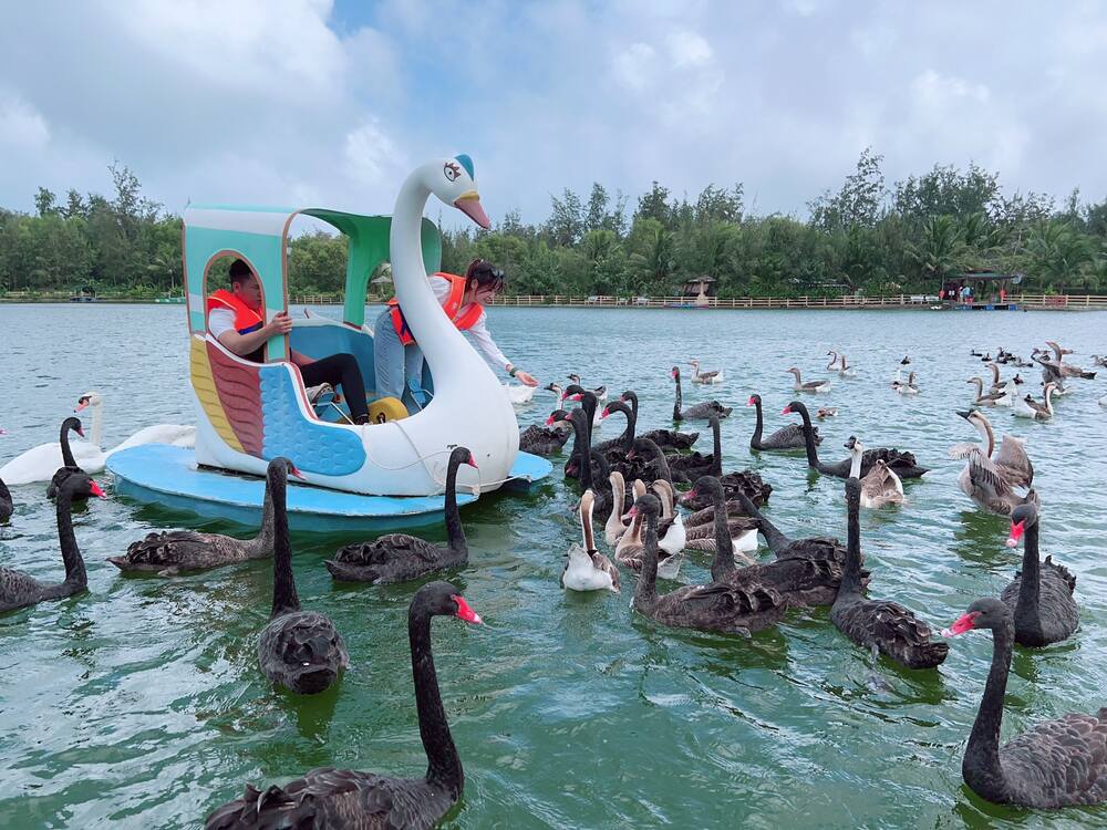 Du khách “đạp vịt” ở hồ thiên nga, xung quanh là những chú thiên nga thân thiện (Ảnh: Nguồn FLC Zoo Safari Park)