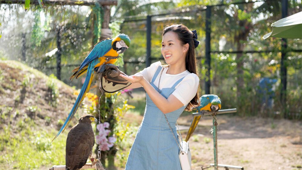 Vườn chim Safari Quy Nhơn với nhiều loài chim đẹp mắt (Ảnh: Nguồn FLC Zoo Safari Park)