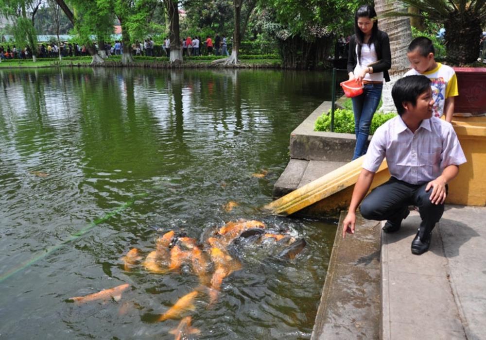 Ngày trước, thức ăn của cá là cám hoặc cơm khô, vụn bánh mì