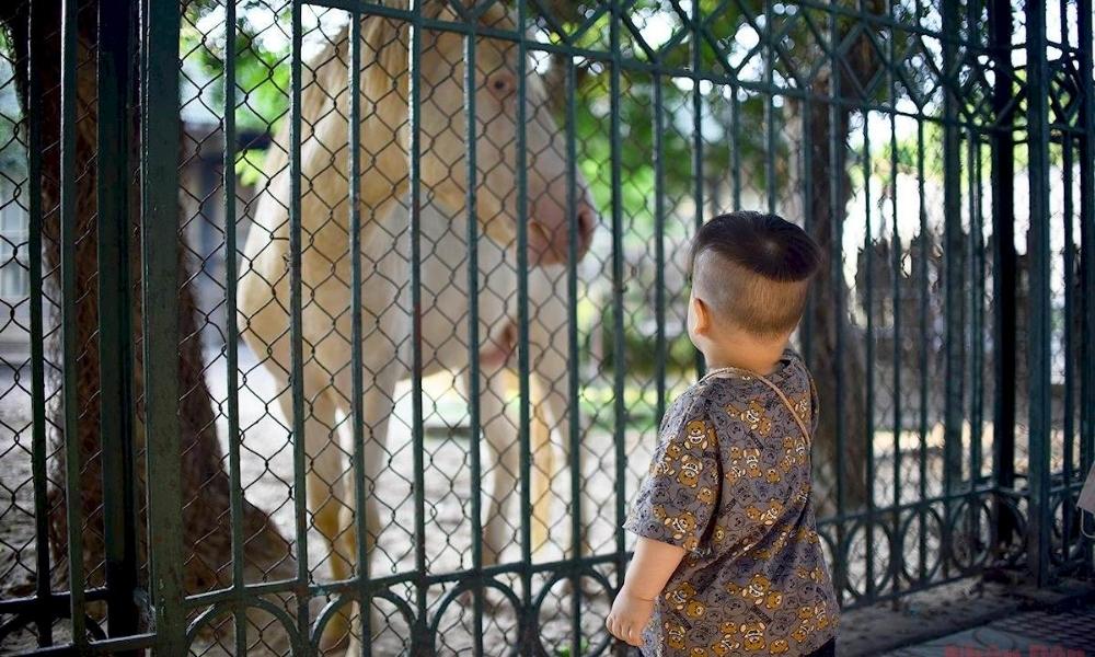 Các em nhỏ rất thích tự tay cho động vật trong chuồng ăn cỏ, rau củ