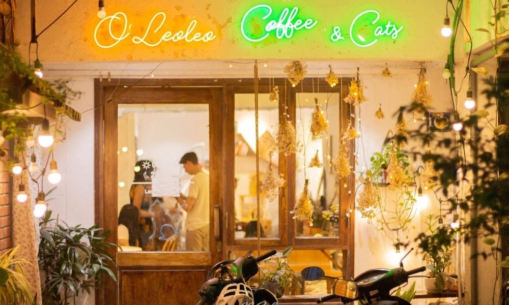 Gợi ý quán cafe mèo Nguyễn Chí Thanh dành cho người yêu sách và động vật