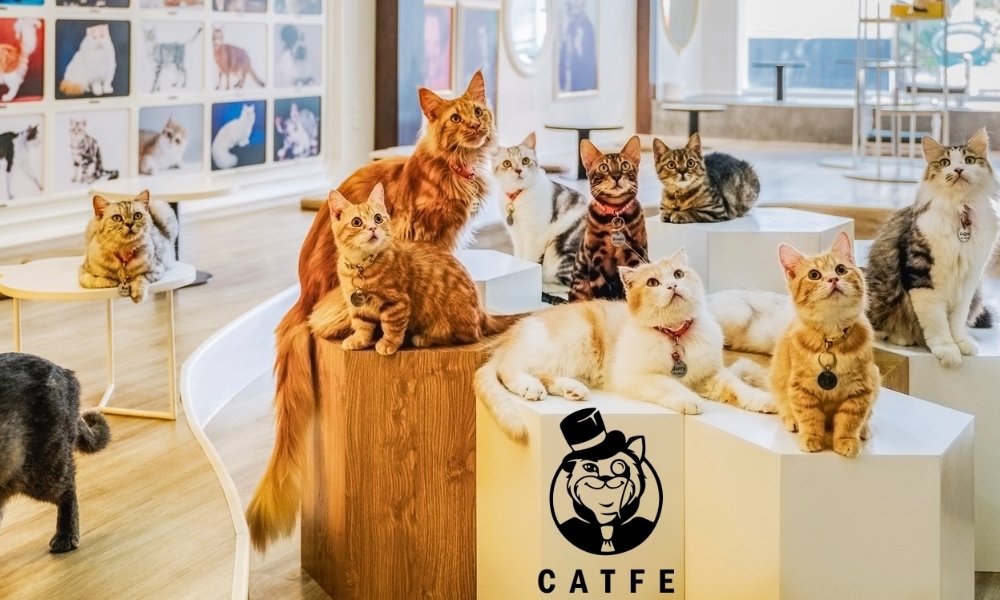 CATFE Coffee có nhiều giống mèo nổi tiếng thu hút nhiều thực khách đến ngắm và vui chơi