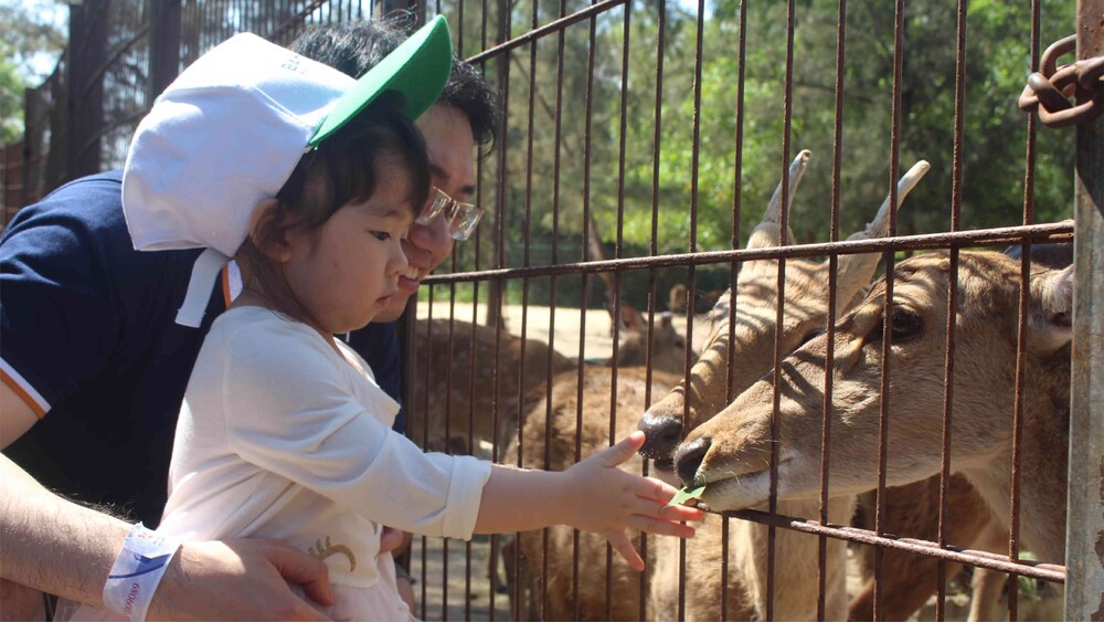 Du khách đang cho hươu ăn tại Safari Quy Nhơn (Ảnh: Nguồn FLC Zoo Safari Park)