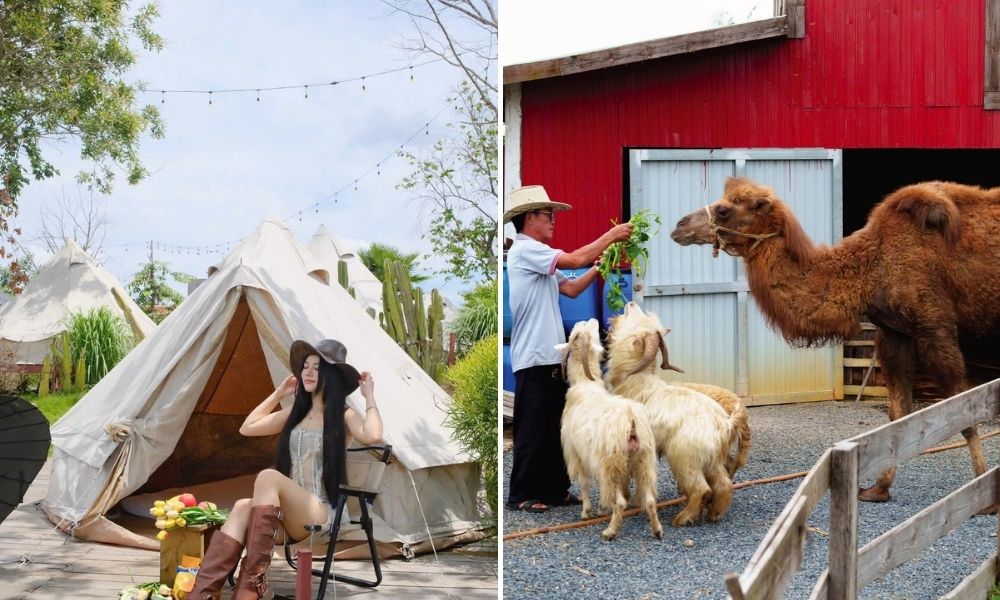 Thả mình với giây phút “trốn deadline” tại Savora Farm & Glamping