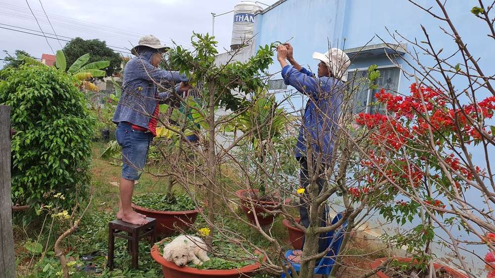 Tuốt lá đúng thời điểm để cây tập trung dinh dưỡng nuôi hoa (Ảnh: Báo Bình Thuận)