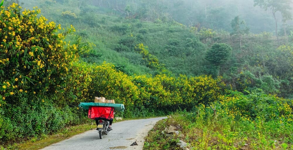 Hoa dã quỳ nở vàng trên mọi nẻo đường 