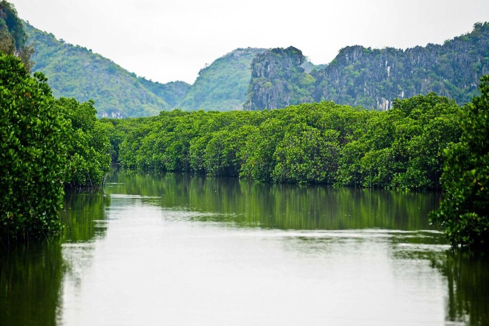 Cảnh sắc rừng ngập mặn xanh mướt và trù phú mang đến vẻ đẹp nguyên sơ, nơi thiên nhiên hòa quyện trong sự tĩnh lặng (Ảnh: Sưu tầm internet)