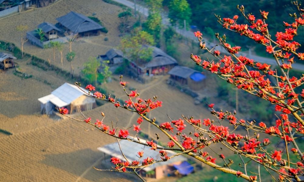 Hình ảnh mùa hoa gạo Hà Giang