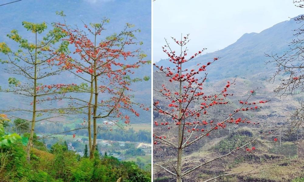 Mê mẩn bởi các cây gạo mọc san sát nhau với những cánh hoa đỏ rực tuyệt đẹp