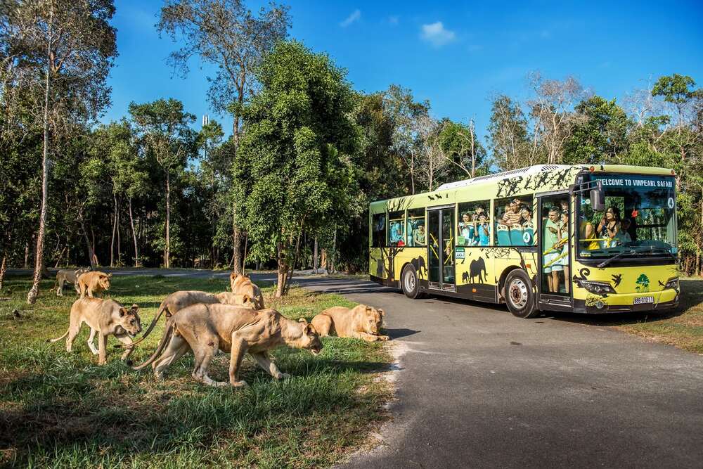 Trải nghiệm thế giới động vật hoang dã tại Vinpearl Safari (Ảnh: Sưu tầm internet)