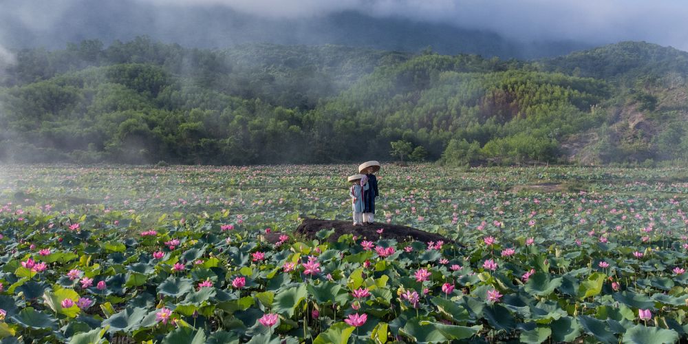 Khung cảnh thơ mộng đến mê mẩn tại cánh đồng sen