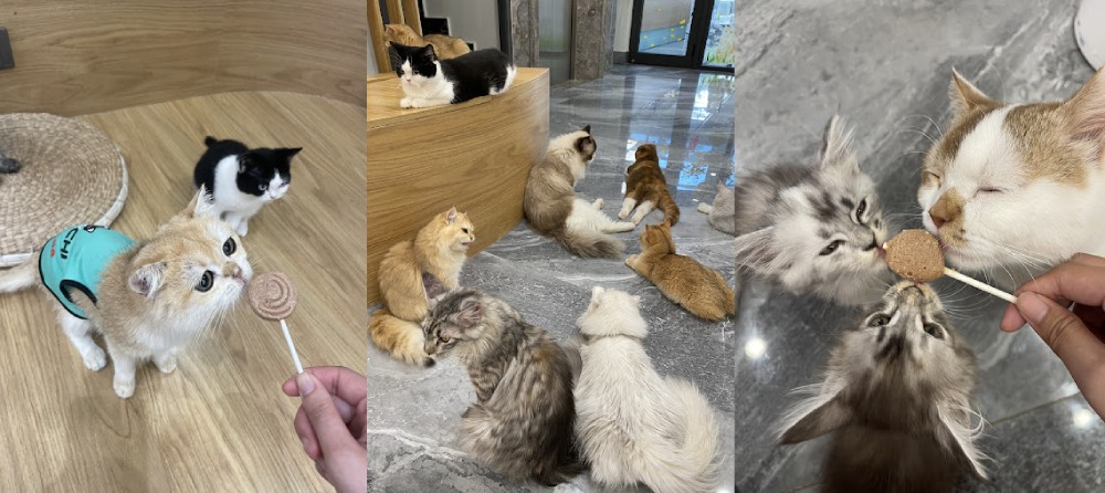 Mèo giống hiếm như Maine Coon, Ragdoll, Bengal, tất cả đều được chăm sóc kỹ (Ảnh: Sưu tầm Internet)