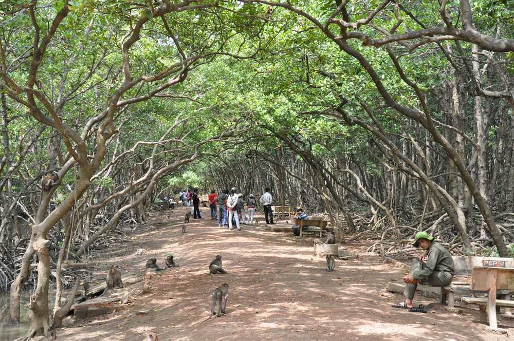 Đảo Khỉ đầy sức sống, nơi những chú khỉ tinh nghịch vui đùa, tạo nên một không gian vui tươi và đầy ắp tiếng cười cho du khách (Ảnh: Sưu tầm internet)