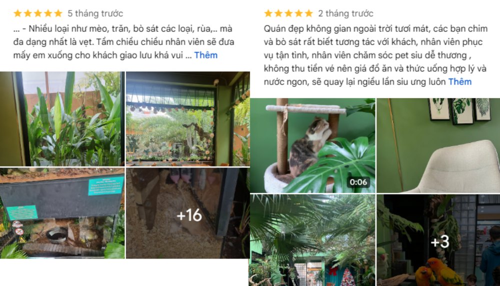 Khách đánh giá quán yên tĩnh, thích hợp cho những ai muốn thư giãn cùng mèo (Ảnh: Google Maps)