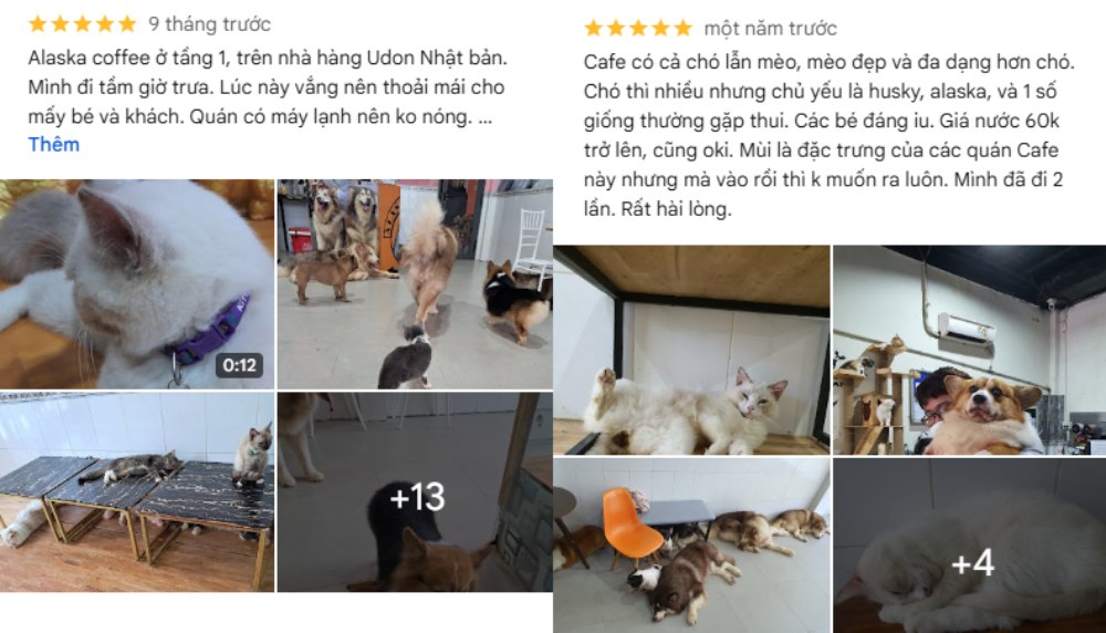 Khách thích quán vì có thể chơi với cả chó và mèo trong không gian rộng rãi (Ảnh: Google Maps)