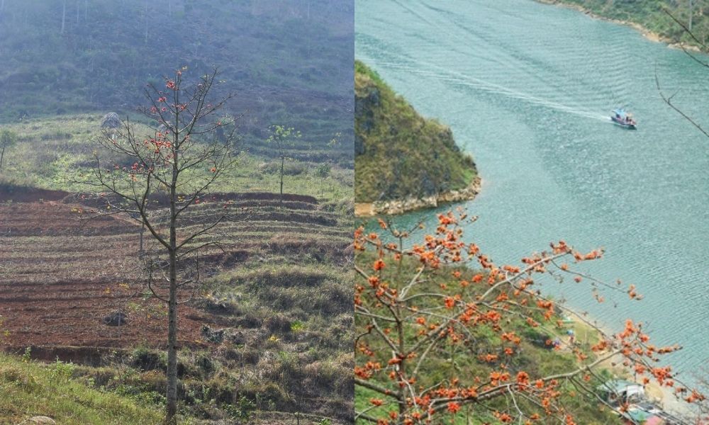 Mùa hoa gạo tháng ba là biểu tượng cho sức sống mãnh liệt cho vùng cao nguyên đá