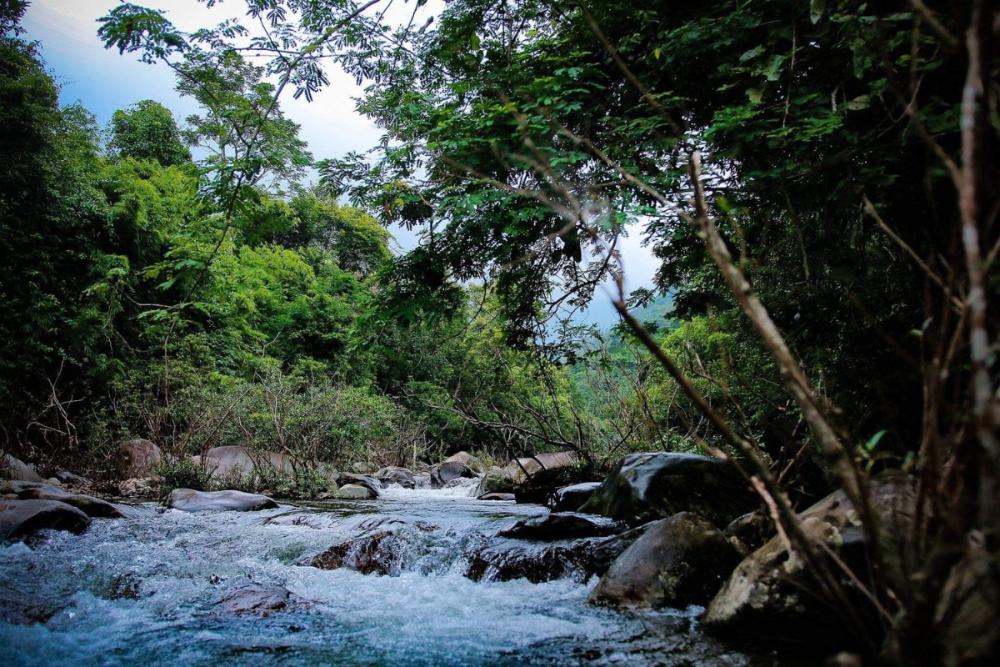 Vườn quốc gia Tam Đảo vào mùa đẹp trong năm (Ảnh: Vietnam.vn)