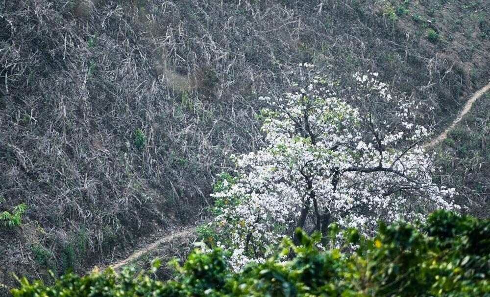 Một trong "tứ đại đỉnh đèo" Việt Nam, nơi hoa ban nở rộ trên những triền núi uốn lượn