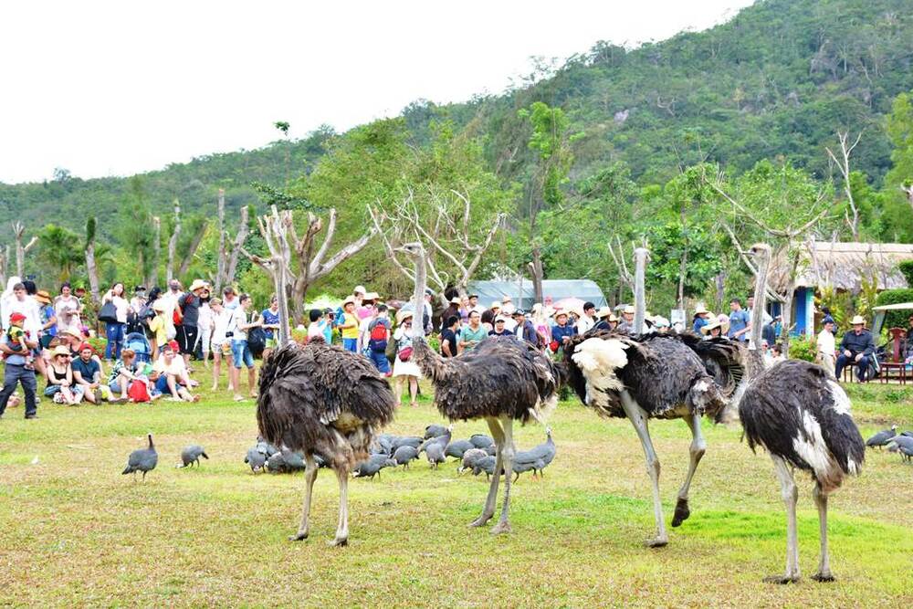 Những chú chim đáng yêu biểu diễn xiếc tài ba trên đảo Hoa Lan, mang đến cho du khách những màn trình diễn vui nhộn và đầy màu sắc (Ảnh: Sưu tầm internet)