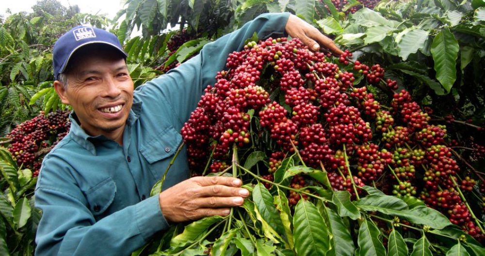 Trải nghiệm làm nông dân tại đồn điền cà phê 