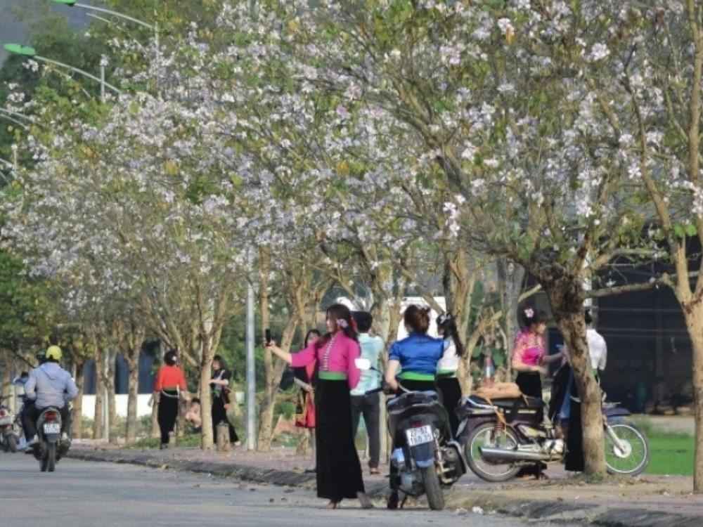 Di chuyển bằng phương tiện cá nhân giúp bạn linh hoạt và ngắm nhìn hoa ban nở rộ 