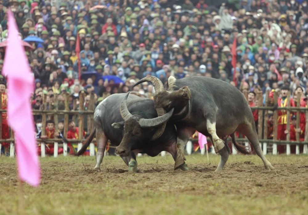 Hàng nghìn du khách hò reo cuồng nhiệt, háo hức theo dõi màn so tài kịch tính giữa hai “ông Cầu” (Ảnh: Sưu tầm internet)