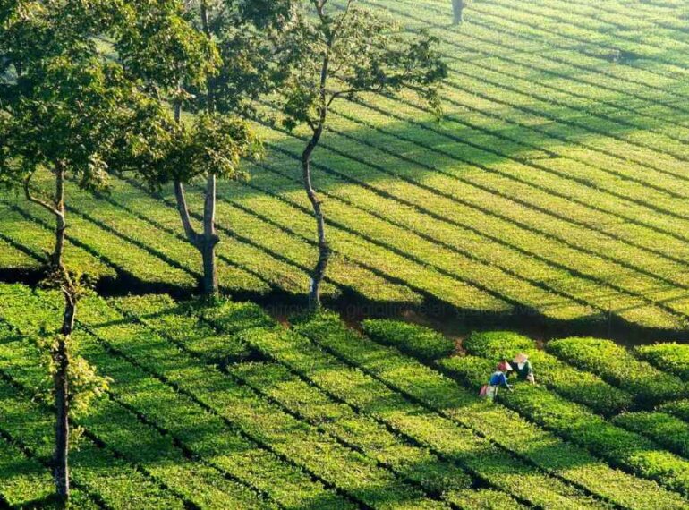 Khám phá Biển Hồ Chè xanh mướt, thơ mộng và lãng mạn