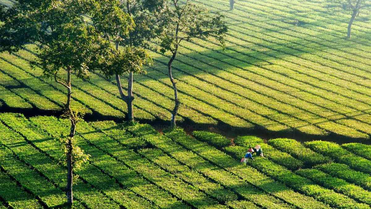 Khám phá Biển Hồ Chè xanh mướt, thơ mộng và lãng mạn