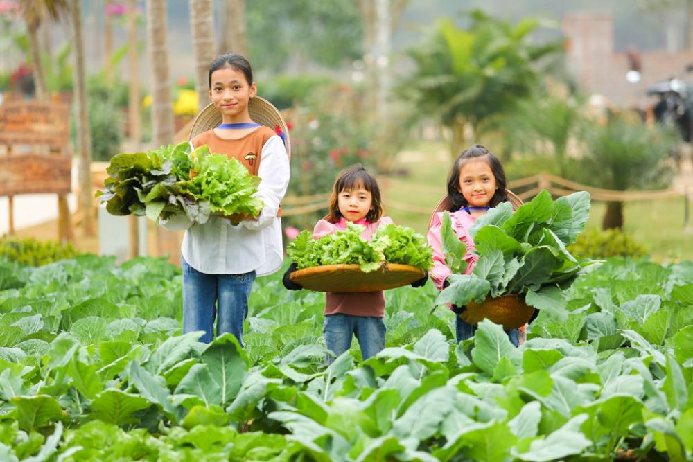 Người dân tự tay trồng trọt, tạo là nguồn nguyên liệu đầu vào chất lượng cao (Ảnh: Báo Kinh tế & Đô thị) 