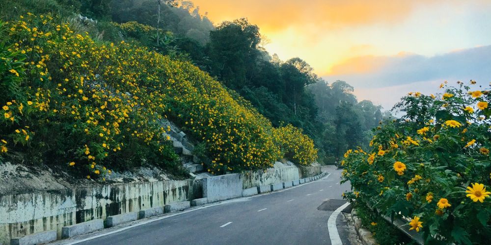 Hoa nở rực hai bên cung đường 