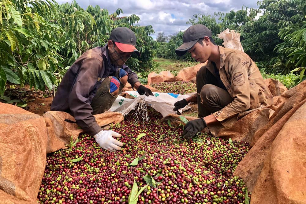 Pleiku là vùng đất màu mỡ trồng nhiều loại cà phê chất lượng