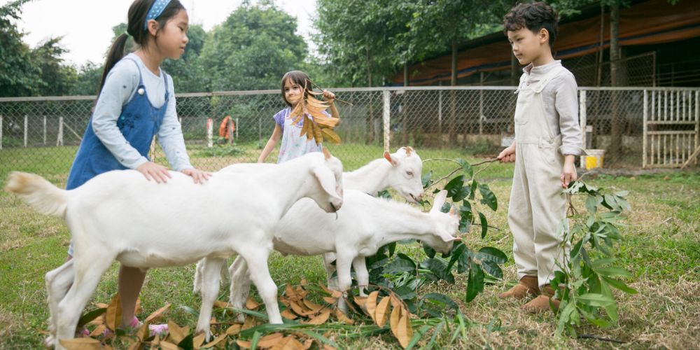 Nông trại Dê Trắng là nơi giúp các bé tiếp cận với thế giới động vật một cách chân thật 