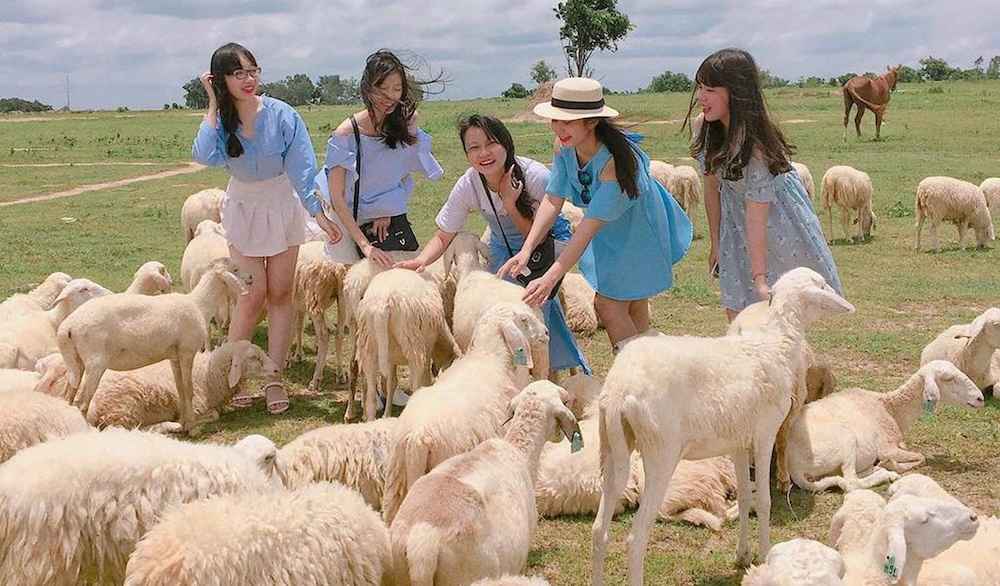 Check-in cùng bầy cừu trắng thơ mộng