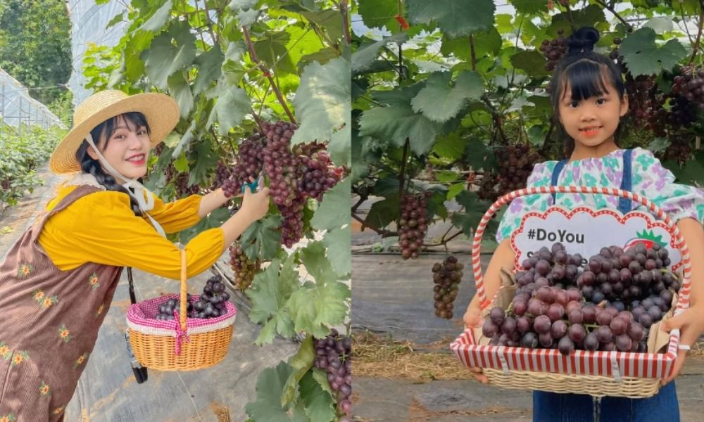 Hái nho tại Chimi Farm 4 là hoạt động được nhiều gia đình và bạn trẻ yêu thích (Ảnh: chimi.com.vn)