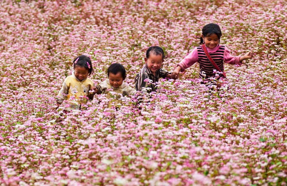 Dù mọc trên những triền đá khô cằn, loài hoa này vẫn vươn mình mạnh mẽ (Ảnh: Sưu tầm Internet)